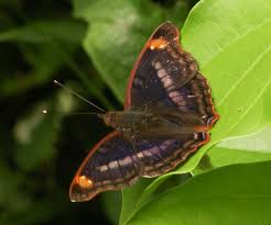 Image result for Pavonia leptocalyx