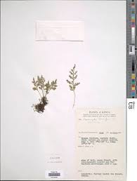 Image result for Asplenium theciferum