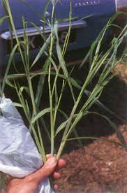 Image result for Rottboellia