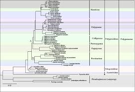 Image result for Afrobrunnichia