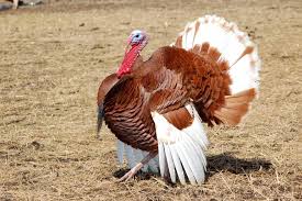Wild Birds That Look Like Turkeys Pin On Turkeys