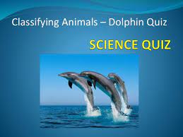 If you can ace this general knowledge quiz, you know more t. Dolphins Quiz