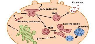 Structure Of Cytoplasm The Function Of Centrosome Cytoplasmic Inclusions Science Online Online Science Cell Structure Macromolecules
