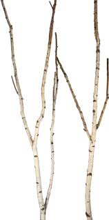 Birch Tree Branches For Sale Birch Trees Birch Tree Birch Branches Branch Decor