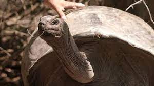 Maybe you would like to learn more about one of these? La Tortue La Plus Grosse Du Monde Youtube
