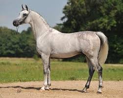 She handles parades, ponies other horses, gets along with everyone, super sweet and personable. Alert Piaff Pl X Andaluzja Pl Polish Arabian Horse Breeders Association Horses Horse Breeder Arabian Horse