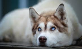 Poshmark makes shopping fun, affordable & easy! Siberian Husky Wallpapers 1080p For Laptop Pc Great Love Art