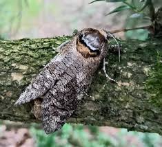 Image result for Cossus cossus