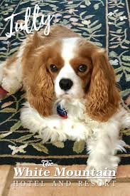 Tully Cavalier King Charles Spaniel Colors King Charles Cavalier Spaniel Puppy Cavalier King Charles Dog Cavalier King Charles Spaniel