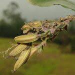 Image result for Polystachya cultriformis