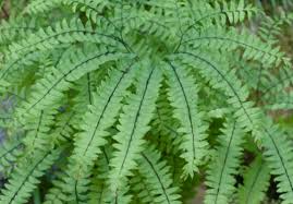 Image result for Adiantum