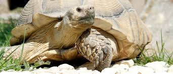 Sie können unterschiedliche häuser für schildkröten erwerben. Schildifarm Naturnahe Haltung Zucht Verkauf Von Landschildkroten