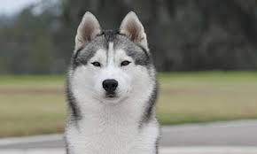 Welcome to the home of aasil siberian huskies located in beautiful bend, oregon! Rare Siberian Husky Polyneuropathy Challenges Experts Purina Pro Club