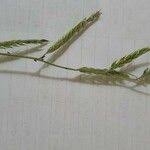 Image result for Eriochloa meyeriana