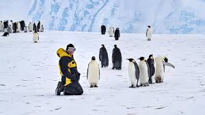 Please join us for an invigorating start to your new year! Australian Antarctic Expeditioner Makes Friends With Emperor Penguin Kidsnews