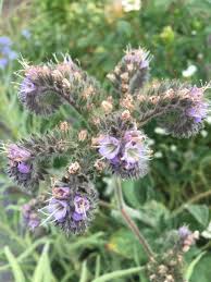 Image result for Culcasia falcifolia