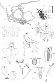 Image result for Microcoelia corallina