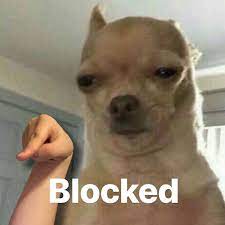 Blocked Meme In 2021 Memes Dogs Reaction Mood