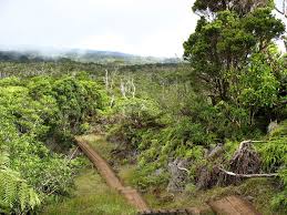 Maybe you would like to learn more about one of these? Hawaiian Tropical Rainforests Wikipedia