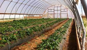 Consistency and reliability in quality of produce grown. How To Start A Greenhouse Vegetable Farming Business Startupbiz Global