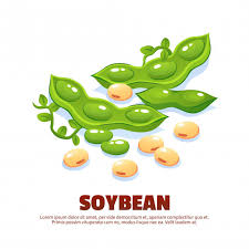 Usb publishes the soy products guide every year to help businesses and consumers identify more products are added to the electronic version of the soy products guide, as they become available throughout the year. Soybean Composition For Template Label Packing And Farmer Market Emblem With Green Soy Pods And Ripe Beans Cartoon Free Vector On Freepik