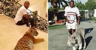 Mike Tyson Walking His Tiger Michael gerard tyson (born june 30, 1966) is an american former professional boxer who competed from 1985 to 2005. mike tyson walking his tiger