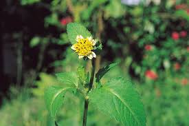 Image result for Bidens sp.no.1