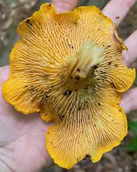 Image result for Scleroderma polyrhizon