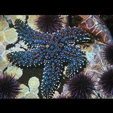 Image result for Aneilema chrysopogon