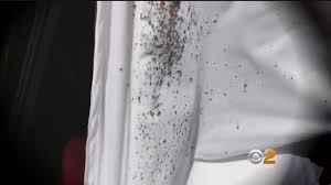 Even the smallest pests that you may have a hard time spotting can cause more damage to your santa clarita, ca home than you. Bed Bugs In California Round The Clock Pest Control
