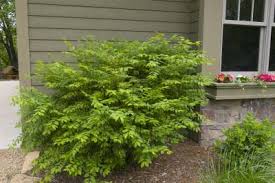 However, numerous shrub species love the sun and can tolerate full light, even in the afternoon. Shrubs For Sun Phelan Gardens