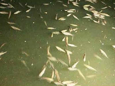 Image result for pavana river fish death"