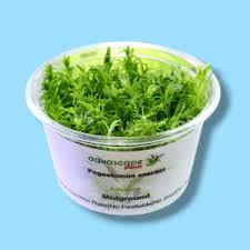 Image result for Nesaea erecta