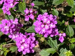 Image result for Lantana