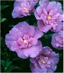 Image result for Hibiscus syriacus Violet Clair Double
