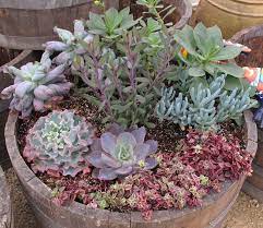 Check their tags to see how big they'll get and space them out accordingly. Grow An Organic Succulent Garden Organic Potting Soil Organic Mechanics Soil