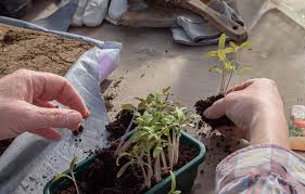 Wann kann ich tomaten pikieren? Tomaten Pikieren Schritt Fur Schritt Anleitung