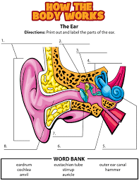 Pin By J J Johnson On Learning S T E M It S All Happening Human Body Science Human Body Activities Human Body Unit