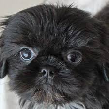Download the perfect shitzu pictures. Shih Tzu Puppy Heavenly Puppies