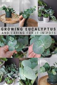 Eucalyptus Plant Care How To Care For Potted Eucalyptus Plants Plant Care Household Plants
