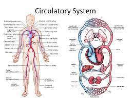 Body Systems Definition List Of Body Systems And Functions Body Systems Circulatory System All Body Systems