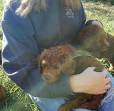 We match families with the puppy that we feel will be the best fit for them. Mini Goldendoodle Puppies Charlotte Nc Mini Goldendoodle Puppies For Sale And Adoption Near You Facebook
