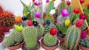 Suelen hacerlo en las hojas, como los aloes, o en el tallo, como los cactus. Cactus Crasas Suculentas