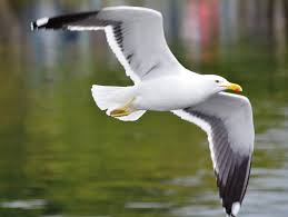 Gaivota 01 | Lagoa da Conceição, Florianópolis, S.C. | Ricardo Saurus |  Flickr