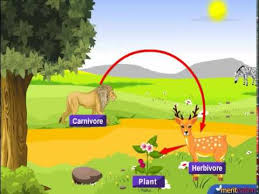 Food Chain Youtube