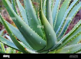 Image result for Asphodelaceae