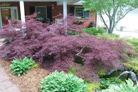 Asian Landscape By Jay Sifford Garden Design Acer Palmatum Garden Spaces Garden Ideas Diy Cheap