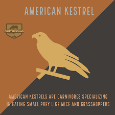 The american kestrel is one of my favourite raptors. American Kestrel Fact Sheet C S W D
