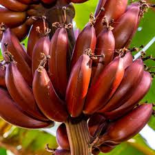 Image result for Musa acuminata