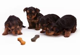 We did not find results for: Alert The Top 11 Worst Dog Food Brands To Avoid Immediately Healthy Pet Systems By Dog Food Judge Mirko Nuli